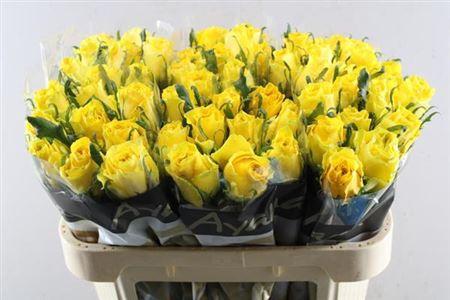 Rosa grootbloemig Golden Smile