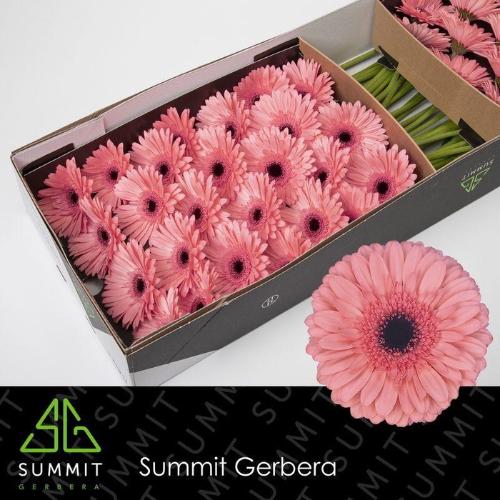 Gerbera grootbloemig 'Scala'