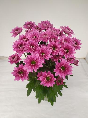 Chrysanthemum Indicum Grp tros kas Prada