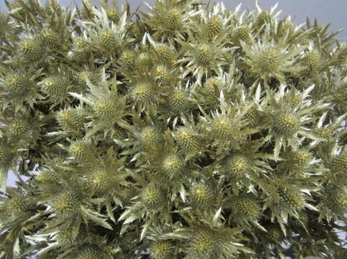 Eryngium planum kleurbehandeld H%