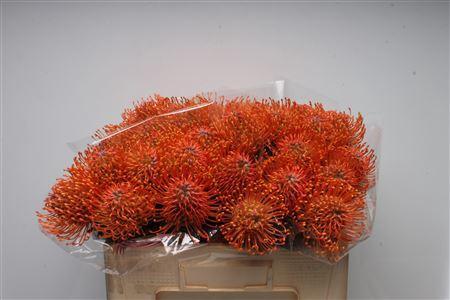 Leucospermum Ayoba Mandarin Zest