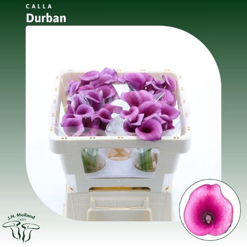 Zantedeschia 'Durban'