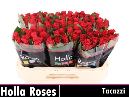 Rosa grootbloemig Tacazzi+