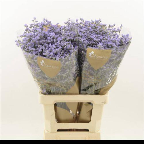 Limonium Utah Blue