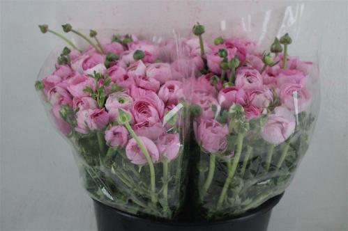 Ranunculus asiaticus 'Elegance Pink'