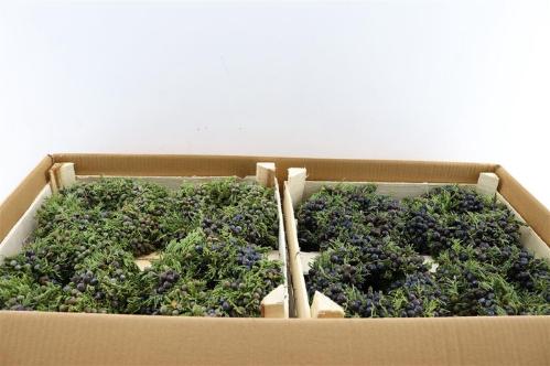 Siervruchten per stuk Sierfruit krans H%