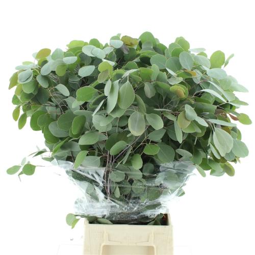 Eucalyptus per bos polyanthemos