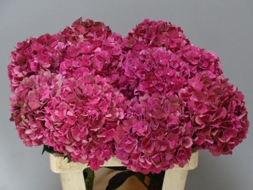 Hydrangea macrophylla Magical Pink Ruby