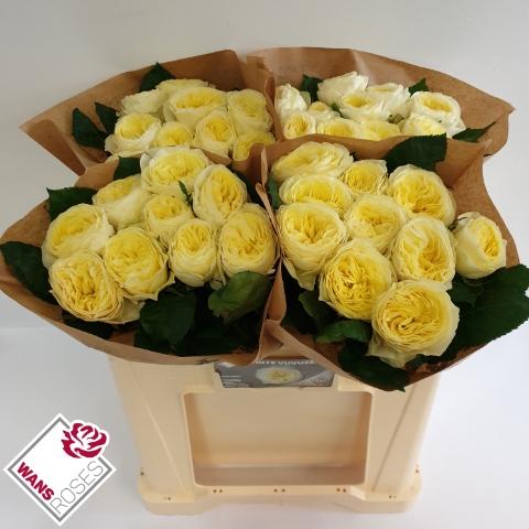Rosa grootbloemig 'White Vuvuzela'