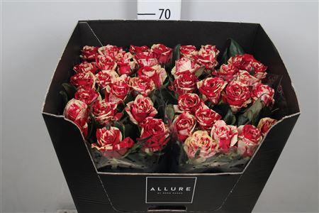 Rosa grootbloemig Harlequin