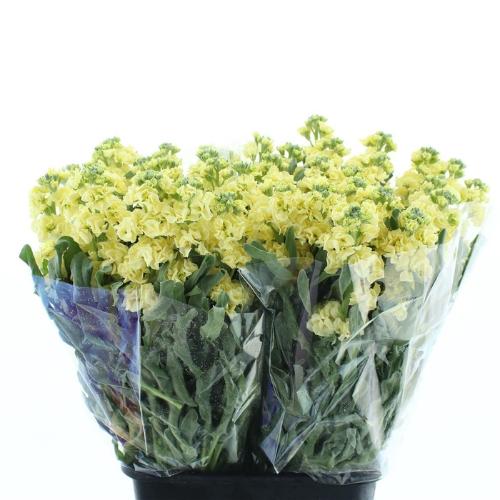 Matthiola incana 'Iron Yellow'