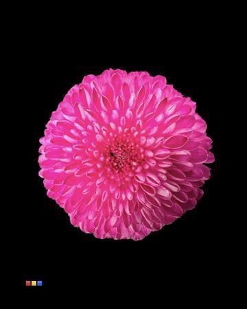 Chrysanthemum geplozen kas kleurbehandeld H%