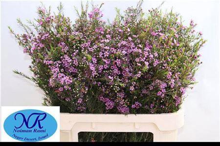 Chamelaucium uncinatum 'Purple Pride'