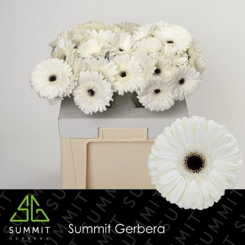 Gerbera grootbloemig Owen+