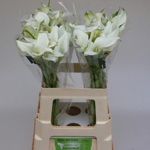 Zantedeschia 'Crystal Blush'