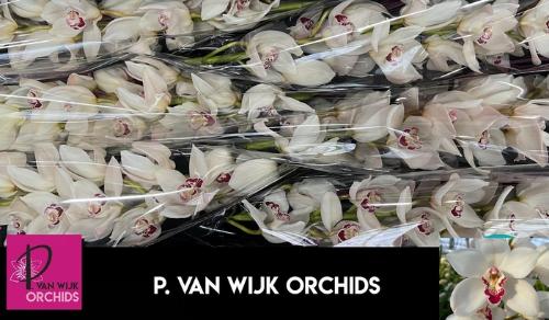 Cymbidium grootbloemig per tak 'Mazurka'
