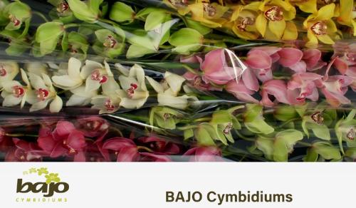 Cymbidium grootbloemig per tak gemengd