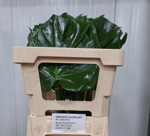 Monstera (blad)