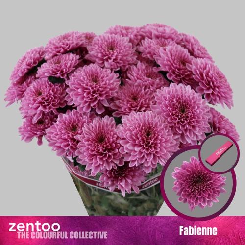 Chrysanthemum (Indicum Grp) tros Fabiënne