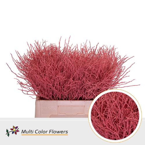 Vaccinium kleurbehandeld H%