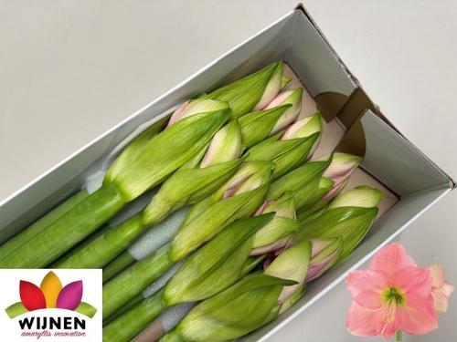 Hippeastrum Diamond Grp 'Paris'