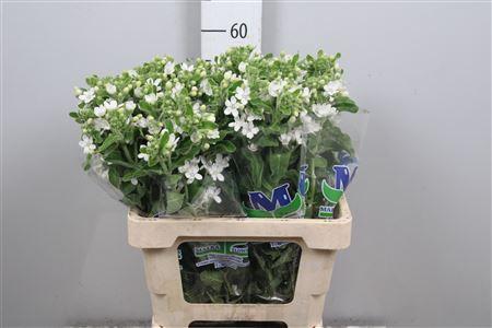 Oxypetalum coeruleum 'Perfect White Harmony'