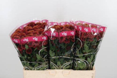 Chrysanthemum Indicum Grp tros santini Aaa Doria Cherry