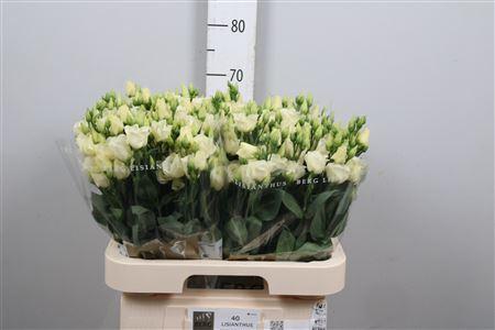 Eustoma russellianum enkelbloemig 'Piccolo Yellow'