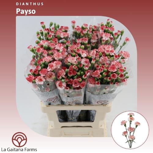 Dianthus tros Payaso