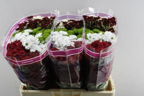 Chrysanthemum Indicum Grp tros santini gemengd