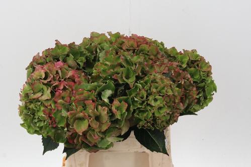 Hydrangea macrophylla Royal Palace (classic)