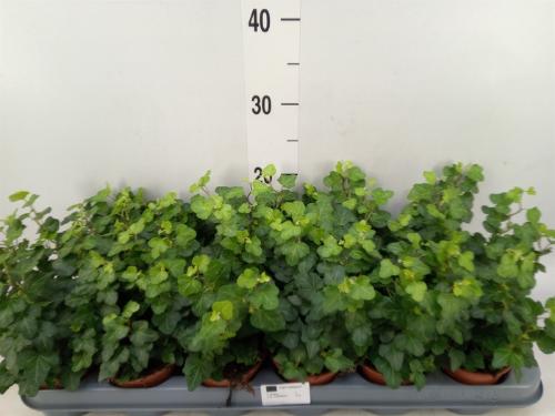 Hedera helix 'Wonder'