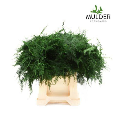 Asparagus setaceus overig