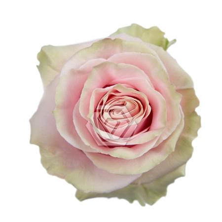 Rosa grootbloemig Pink Mondial