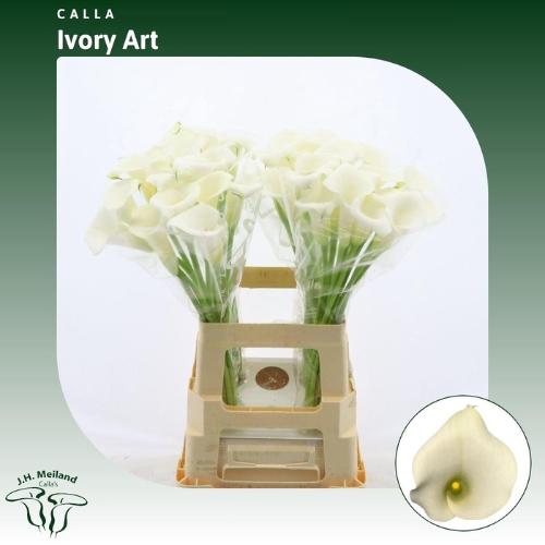 Zantedeschia Ivory Art