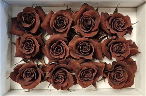 Rosa grootbloemig kleurbehandeld H%