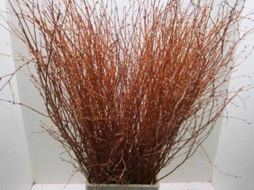 Betula kleurbehandeld H%
