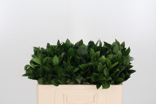 Ruscus hypophyllum (groot blad)