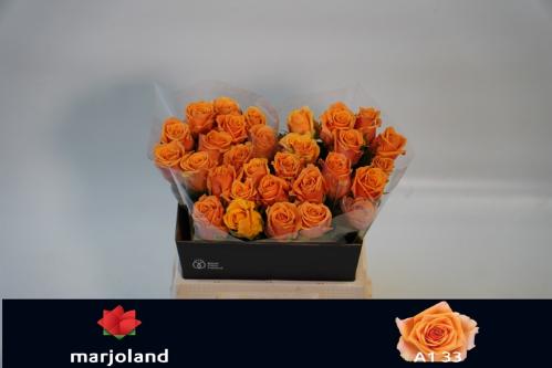 Rosa grootbloemig Novi!