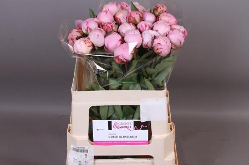 Paeonia Lactiflora Grp 'Sarah Bernhardt'