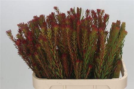 Leucadendron 'Safari Sunset'