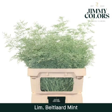 Limonium overig kleurbehandeld H%