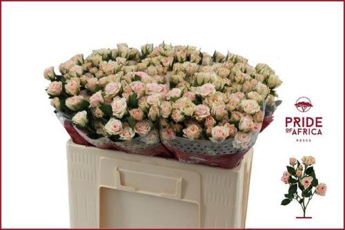 Rosa tros Severina