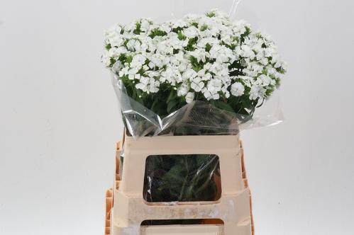 Dianthus barbatus 'Sweet Will White'