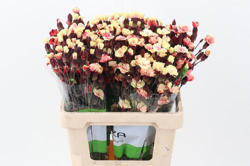 Dianthus tros kleurbehandeld H%