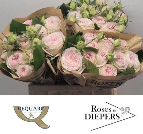 Rosa tros Ballerina Summerhouse