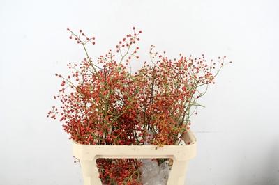 Rosa 'Corallo' (rozenbottel)