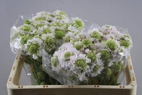 Scabiosa atropurpurea French Vanilla Bon Bon Scoop