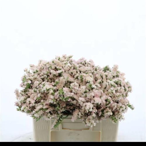 Limonium sinuatum Apricot Sun Birds
