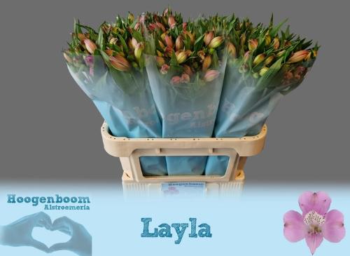 Alstroemeria Layla